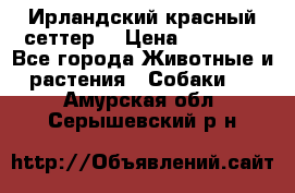 Ирландский красный сеттер. › Цена ­ 30 000 - Все города Животные и растения » Собаки   . Амурская обл.,Серышевский р-н